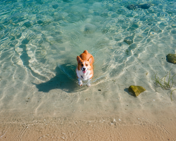 A realistic top-down aerial photo of a happy corgi swimming in crystal-clear blue sea water near the shore. Sunlight creates soft ripples and light reflections on the water surface. Natural colors, shallow coastal water visible beneath, calm summer mood, ultra-realistic photography, no CGI, no illustration, high detail, soft shadows, cinematic but natural look.