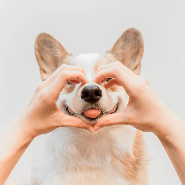Cute dog looking at the camera while hands form a heart shape around its face, symbolizing love for pets.