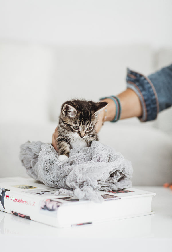 Small kitten sitting on a blanket while being gently held indoors.