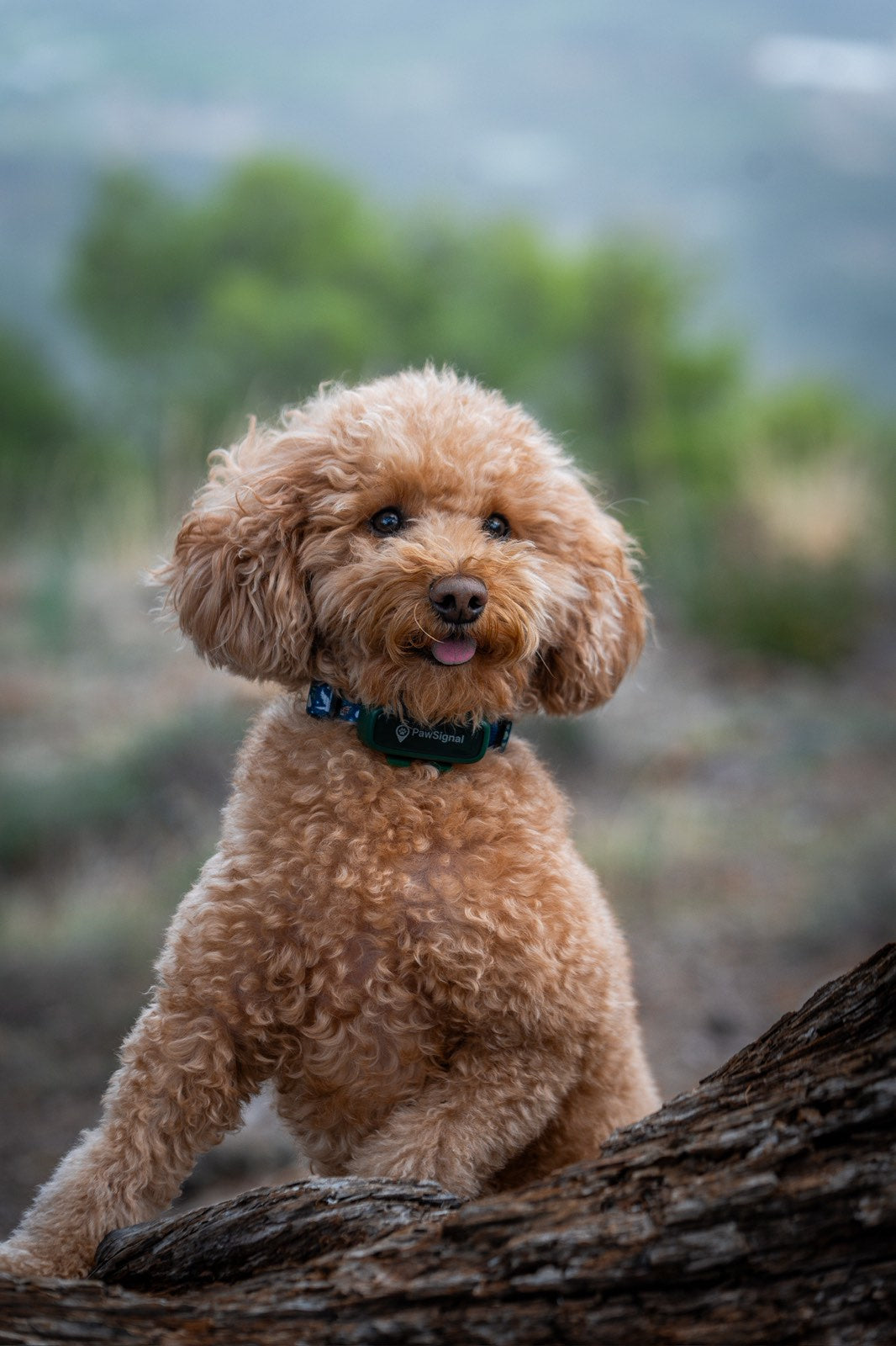 PawSignal Smart GPS & Health Tracker for Pets