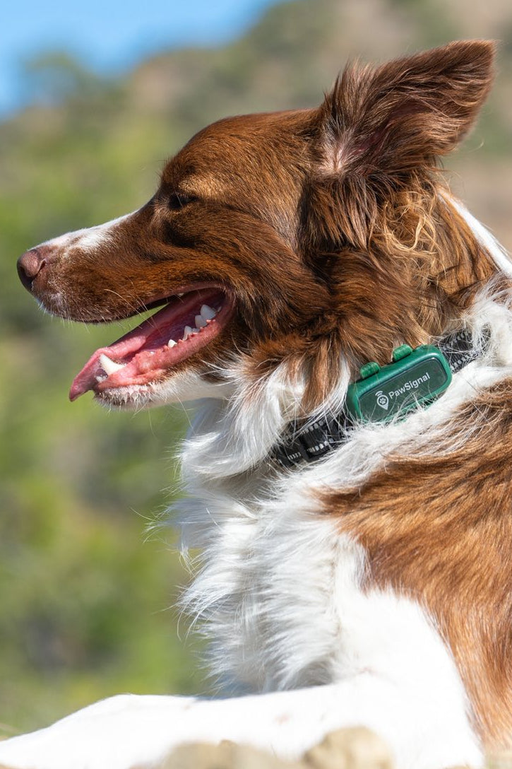 PawSignal Smart GPS & Health Tracker for Pets