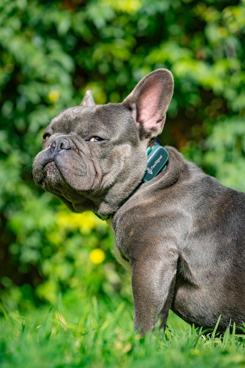 PawSignal Smart GPS & Health Tracker for Pets