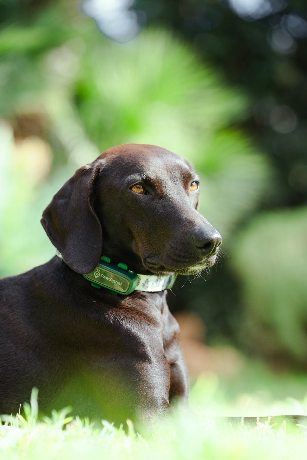 PawSignal Smart GPS & Health Tracker for Pets