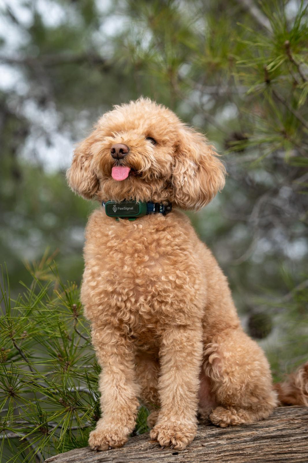 PawSignal Smart GPS & Health Tracker for Pets